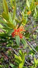 Atkinsonia ligustrina