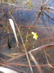 Utricularia subulata