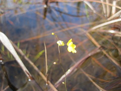 Utricularia subulata