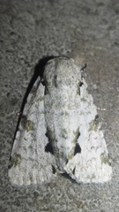 Thalathoides curtalis
