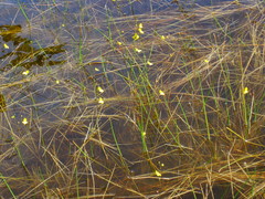 Utricularia subulata
