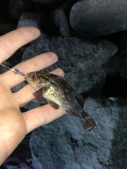 Sebastes rastrelliger