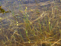 Utricularia subulata