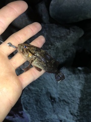 Sebastes rastrelliger