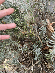 Lavandula × intermedia