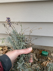Lavandula × intermedia