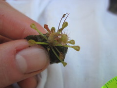 Drosera capillaris