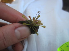 Drosera capillaris