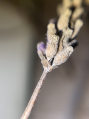 Lavandula × intermedia