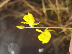 Utricularia juncea