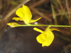 Utricularia juncea