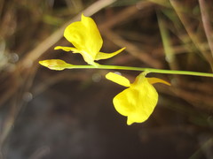 Utricularia juncea