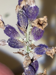 Lavandula × intermedia