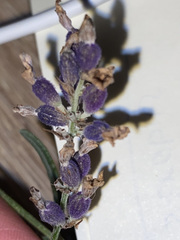 Lavandula × intermedia