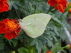 Catopsilia gorgophone