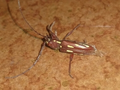 Ambonus distinctus