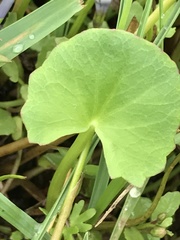Centella cordifolia