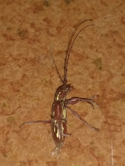 Ambonus distinctus