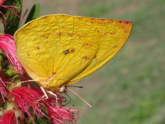 Catopsilia gorgophone