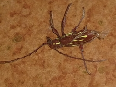 Ambonus distinctus
