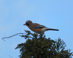 Garrulus glandarius japonicus
