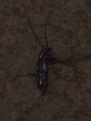 Ambonus distinctus