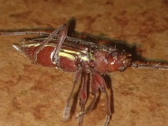 Ambonus distinctus
