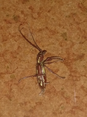 Ambonus distinctus