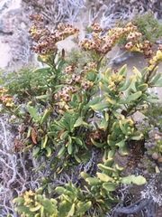 Heliotropium floridum