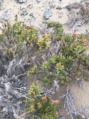 Heliotropium floridum