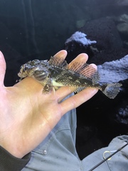 Artedius notospilotus