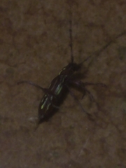 Ambonus distinctus