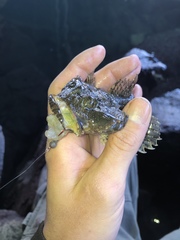 Artedius notospilotus