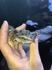 Artedius notospilotus