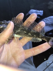 Artedius notospilotus