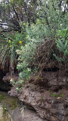 Ozothamnus argophyllus