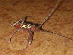 Ambonus distinctus