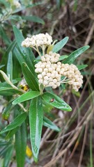 Ozothamnus argophyllus