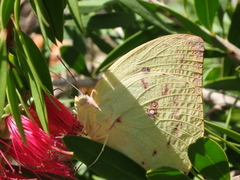 Catopsilia gorgophone