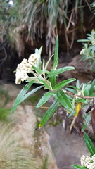 Ozothamnus argophyllus