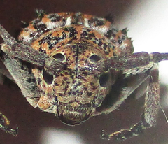 Dichostates lignarius