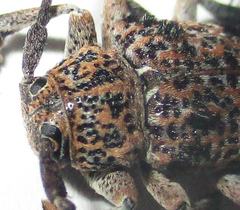 Dichostates lignarius