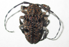 Dichostates lignarius