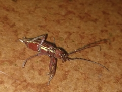Ambonus distinctus