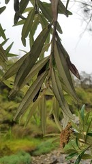 Ozothamnus argophyllus