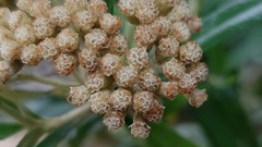 Ozothamnus argophyllus