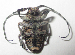 Dichostates lignarius