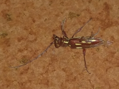 Ambonus distinctus