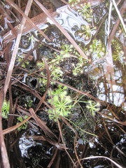 Drosera capillaris