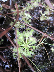 Drosera capillaris
